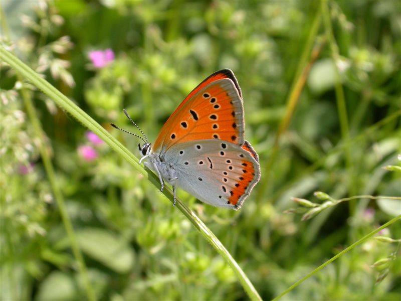 Lycaena dispar